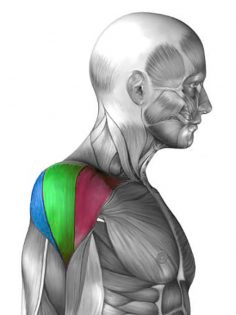 deltasta mišica