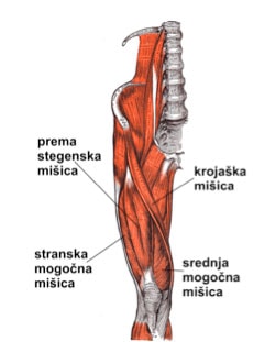 Sprednje stegenske mišice