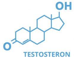 sinteza testosterona