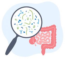 črevesni mikrobiom