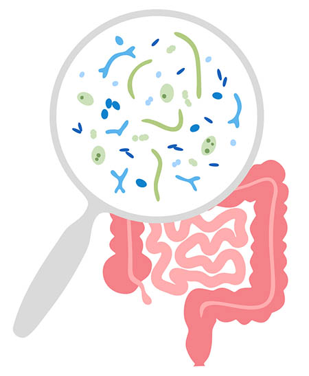 bakterije v črevesju